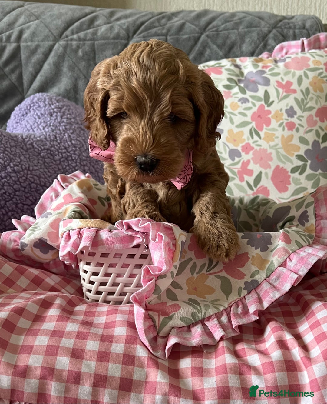 Cockapoo dogs for sale: Beautiful Red F1B Cockapoo puppies  - Image 4