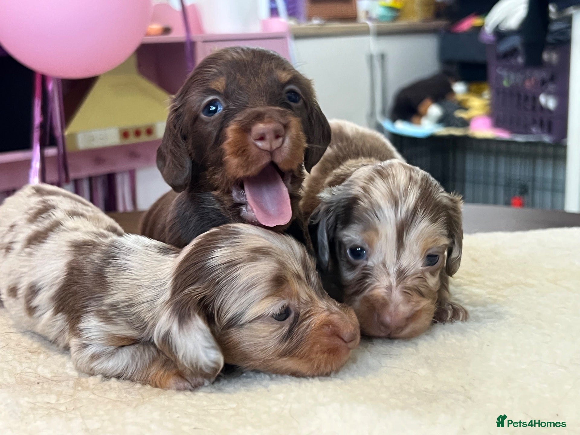 Miniature Dachshund dogs Tiny KC Long Haired Dachshunds  Chocolate & Dapple - Advert 2