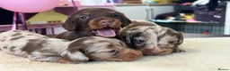 Miniature Dachshund dogs for sale: Tiny KC Long Haired Dachshunds  Chocolate & Dapple - Advert 2