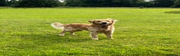 Golden Retriever dogs for stud: Stunning Health-Tested KC Golden Retriever Stud - Advert 1