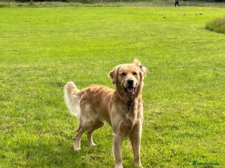 Golden Retriever dogs for stud - Advert 1