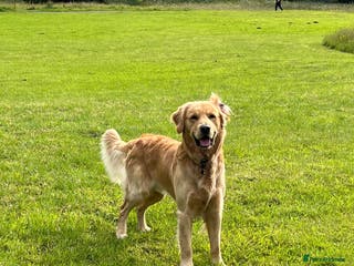 Golden Retriever dogs Stunning Health-Tested KC Golden Retriever Stud - Advert 2