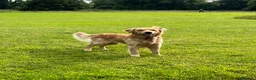 Golden Retriever dogs for stud: Stunning Health-Tested KC Golden Retriever Stud - Advert 1