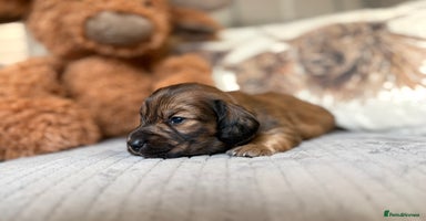 Miniature Dachshund dogs - Advert 8