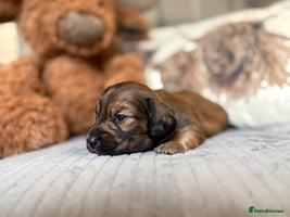 Miniature Dachshund dogs - Advert 9