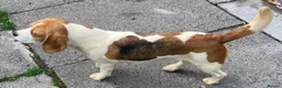 Beagle dogs for sale: 2 Kc Reg Beagles Girls For Sale - Advert 7