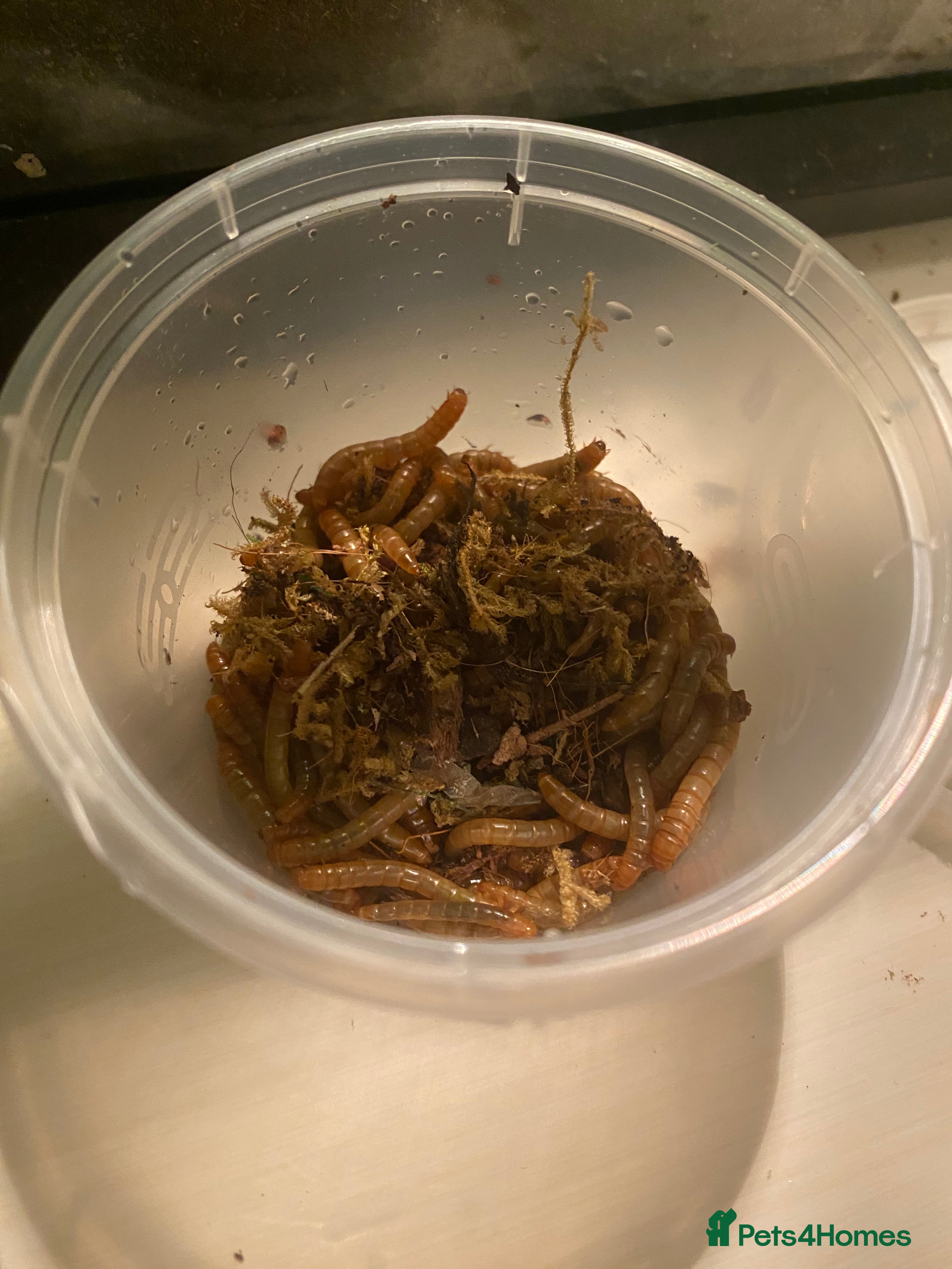 Mixed Breed invertebrates Mealworms - Advert 1