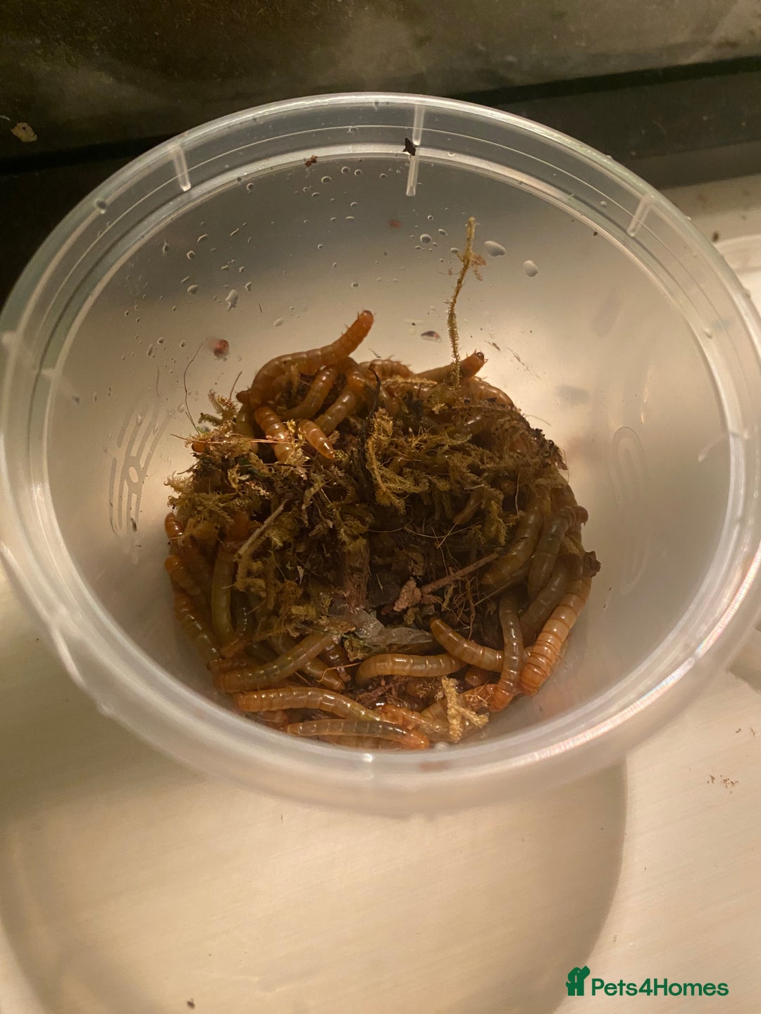 Mixed Breed invertebrates for sale: Mealworms - Advert 1