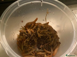 Mixed Breed invertebrates Mealworms - Advert 3