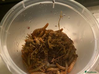 Mixed Breed invertebrates Mealworms - Advert 3