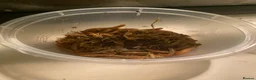 Mixed Breed invertebrates for sale: Mealworms - Advert 1
