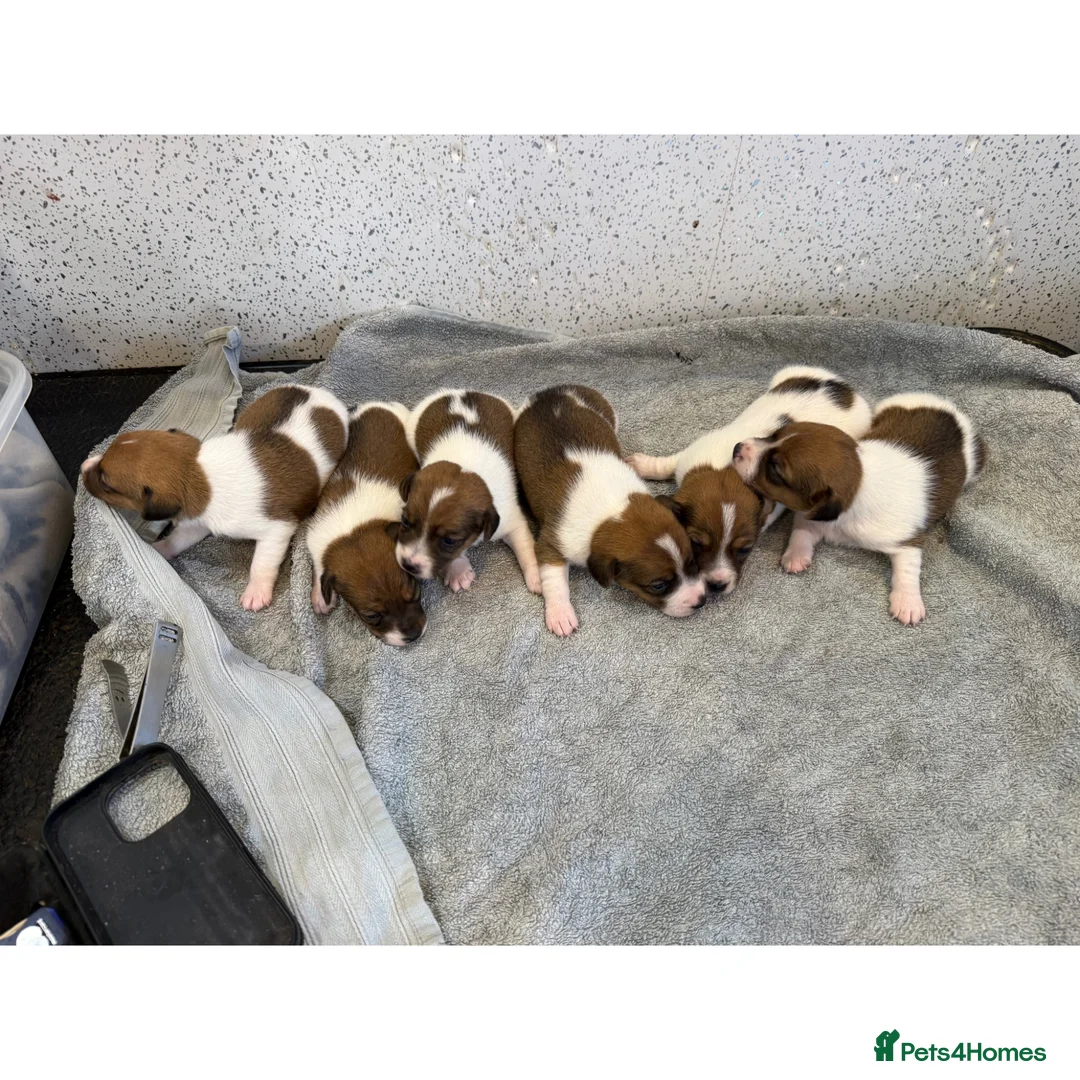 Jack Russell dogs for sale: Jack Russell puppies  - Advert 1