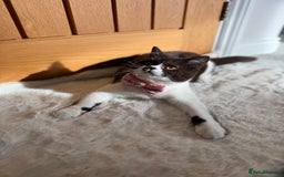 British Shorthair cats for sale: BSH GCCF Active Registered champion lines - Image 5