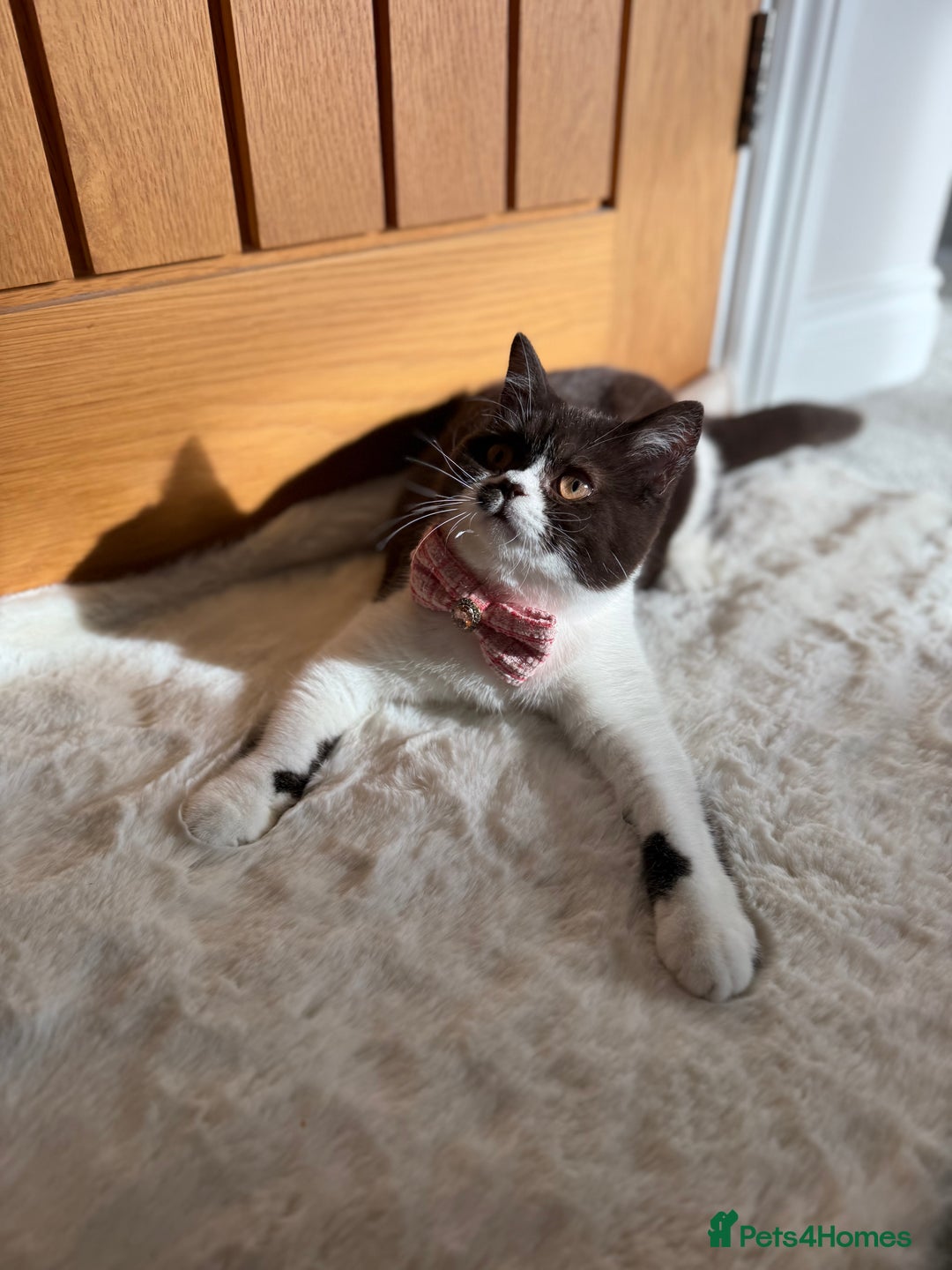 British Shorthair cats for sale: BSH GCCF Active Registered champion lines - Image 5