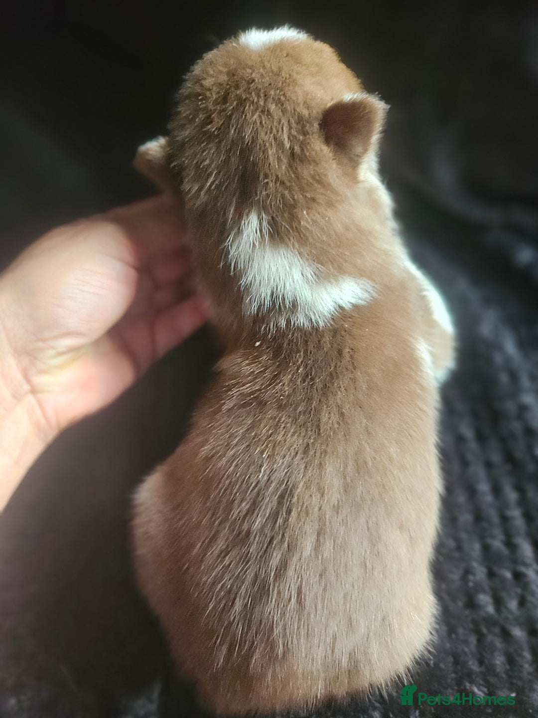 Siberian Husky dogs for sale: Gorgeous Litter of Husky Puppies - Image 15