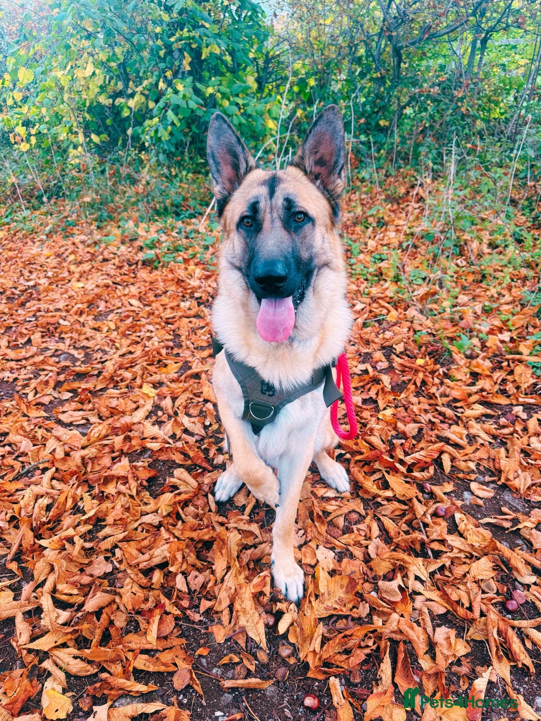 German Shepherd dogs for sale: German shepherd For Sale - Advert 3