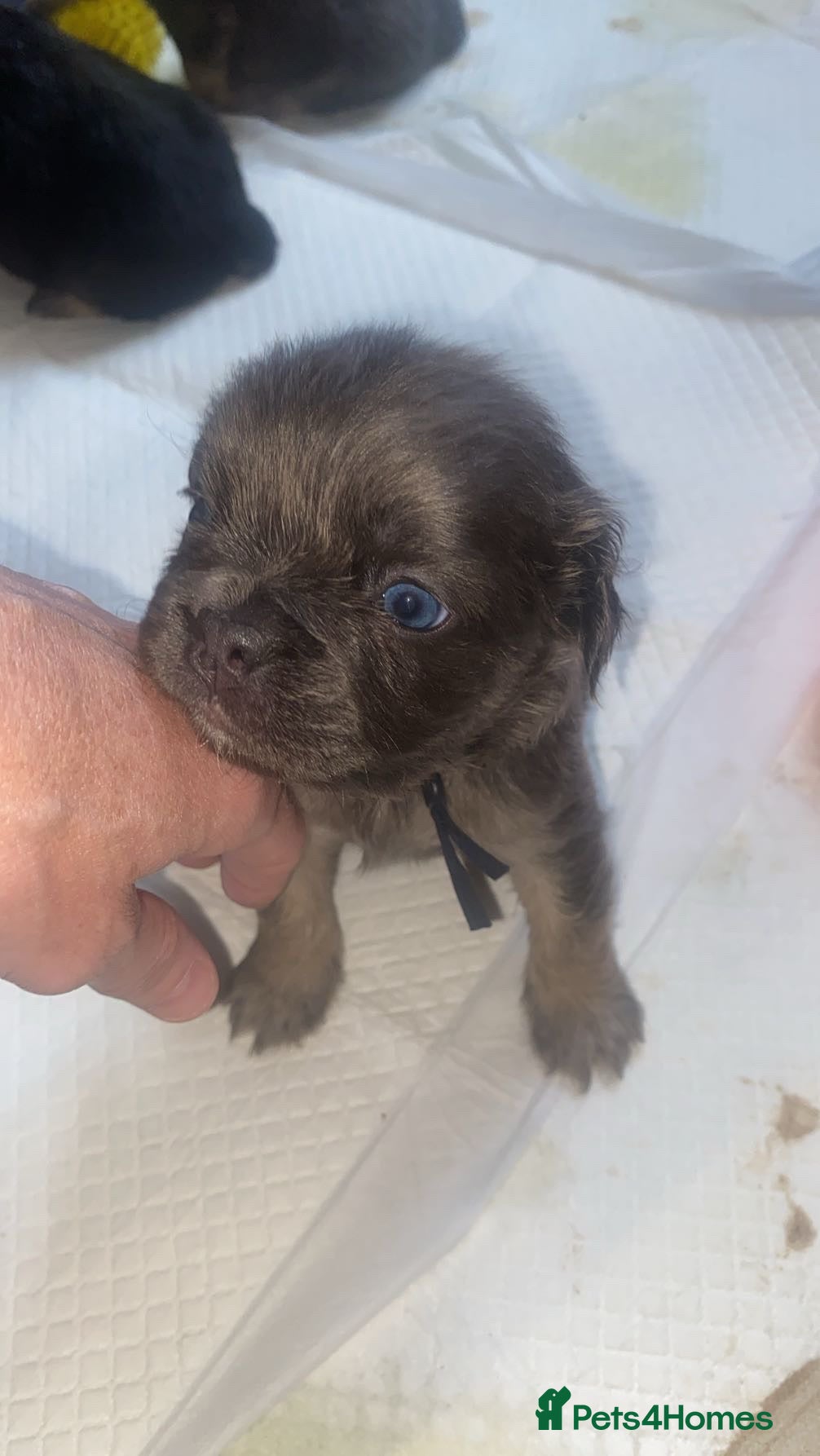 French Bulldog dogs for sale: 6 long haired French bulldogs for sale - Advert 10