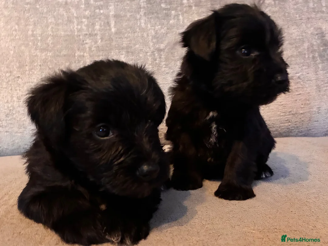 Miniature Schnauzer dogs for sale: Gorgeous Miniature Schnauzer puppies  - Advert 2