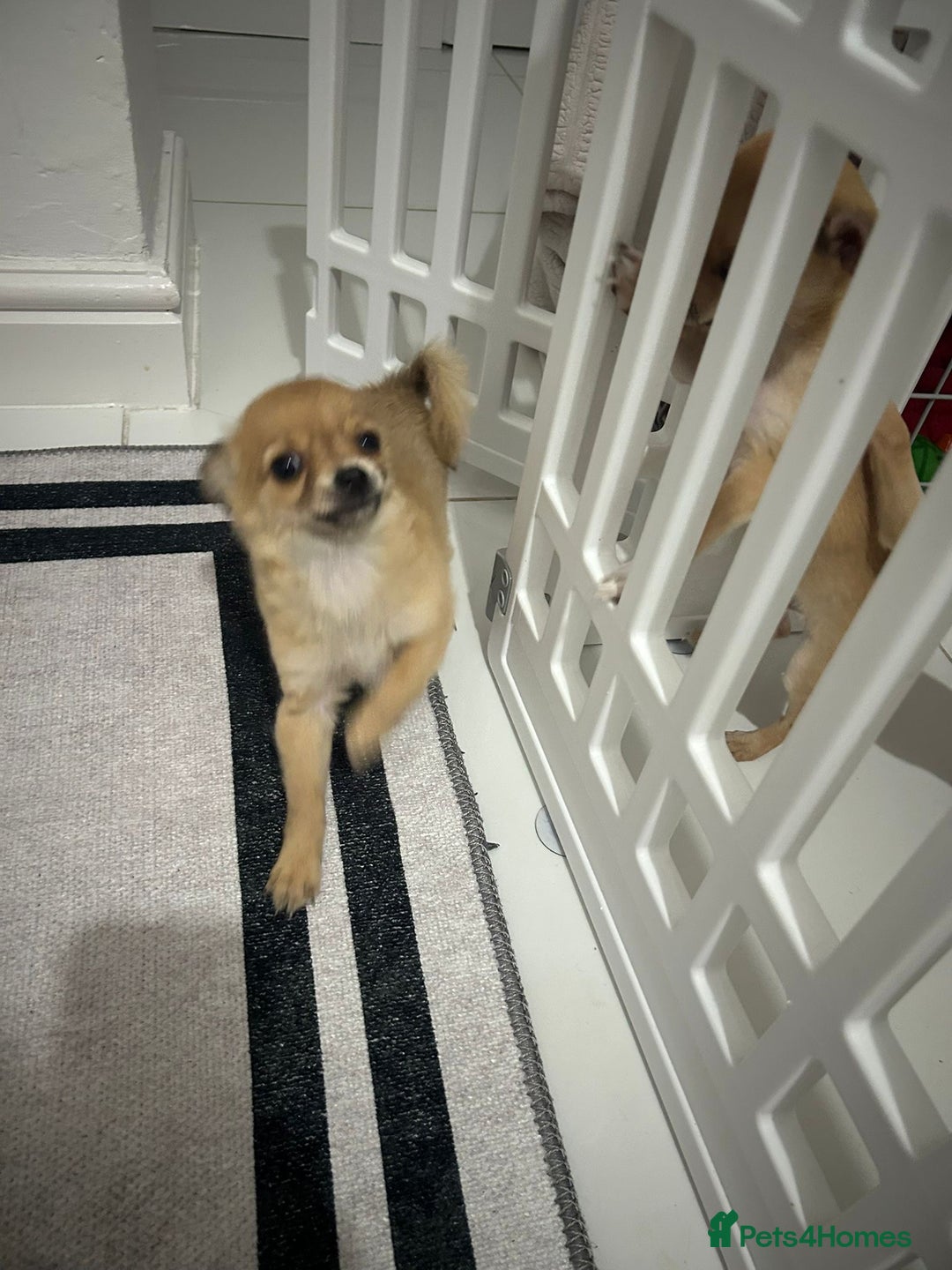 Chihuahua dogs for sale: Miniature chihuahua puppies (champion litter)  - Image 25