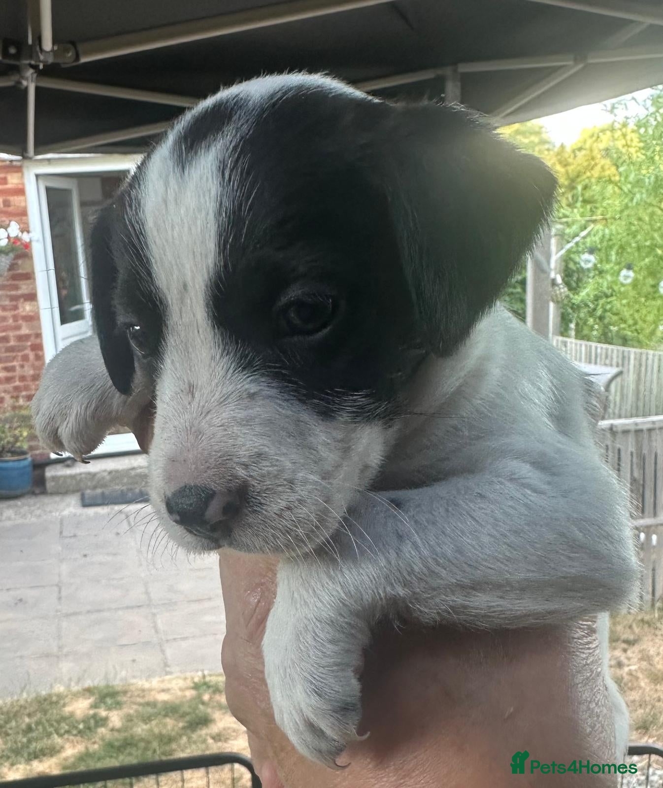 Mixed Breed dogs Mixed breed pups - jack russell/spaniel/collie mix - Advert 2
