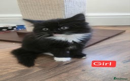 Mixed Breed cats for sale: Lovely Persian mix kittens - Image 5