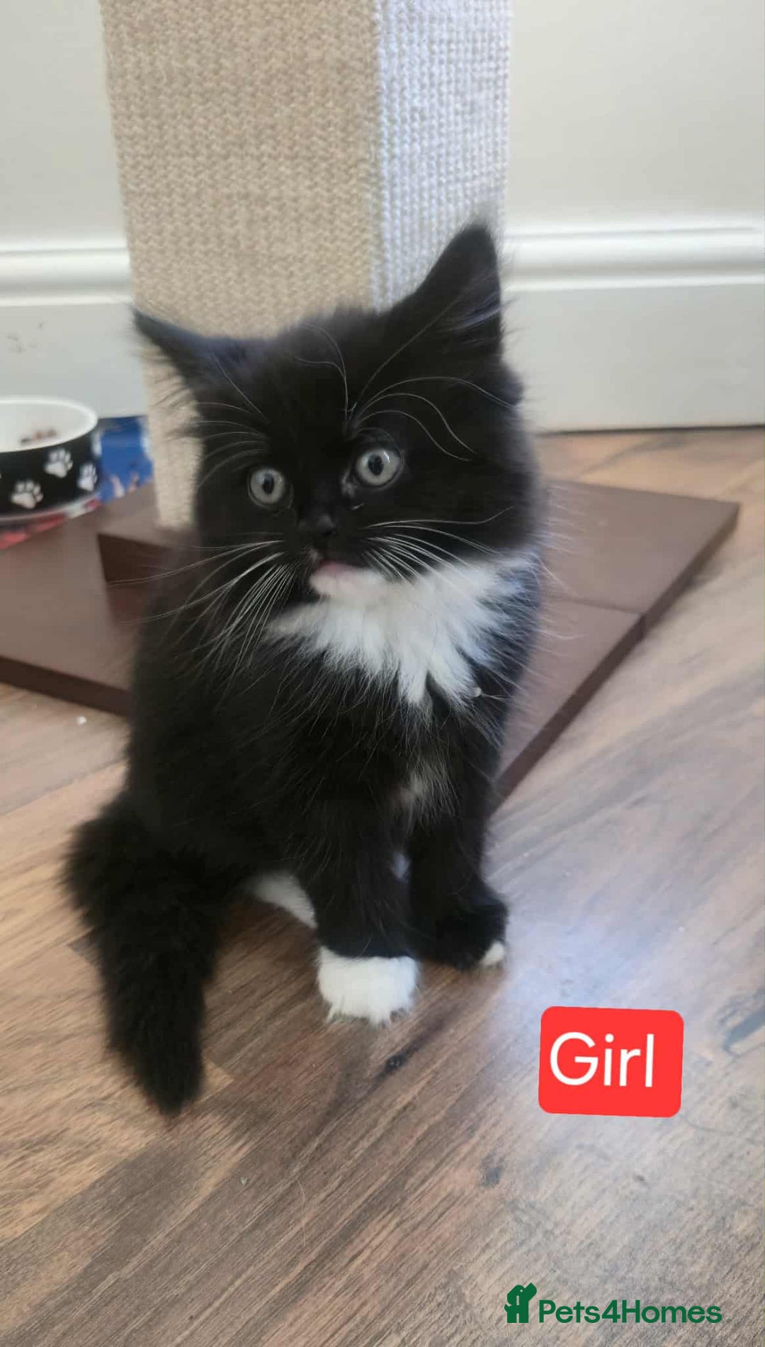 Mixed Breed cats for sale: Lovely Persian mix kittens - Image 5
