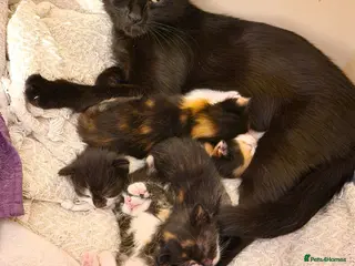 Mixed Breed cats Beautiful Kittens - Advert 1