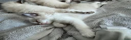 Ragdoll cats for sale: Beautiful Ragdoll Kittens - Advert 5