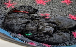 Cockapoo dogs for sale: ✨ F2 Cockapoo Puppies – Ready mid Nov ✨ - Image 9