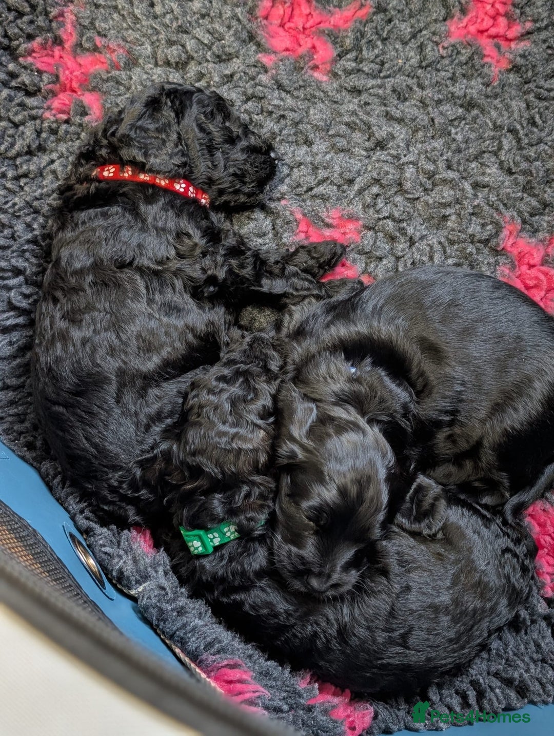 Cockapoo dogs for sale: ✨ F2 Cockapoo Puppies – Ready mid Nov ✨ - Image 9
