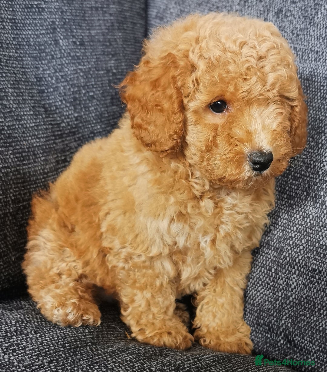 Toy Poodle dogs for sale: Fabulous KC health tested toy poodles  - Image 4