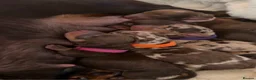 Miniature Dachshund dogs for sale: Miniature dachshund pups  - Advert 1