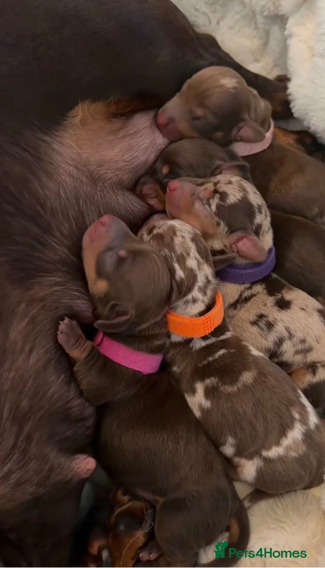 Miniature Dachshund dogs for sale: Miniature dachshund pups  - Advert 1