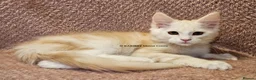 Maine Coon cats for sale: ACTIVE TICA Registered Shaded & Shaded lines - Advert 29