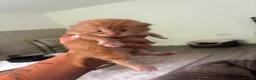 Mixed Breed cats for sale: Mixed breed kittens - Advert 11