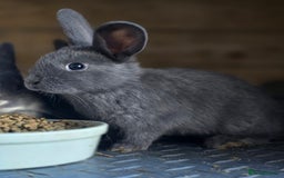 Mini Lop rabbits for sale: Mini Rex x Mini Lop - Image 5