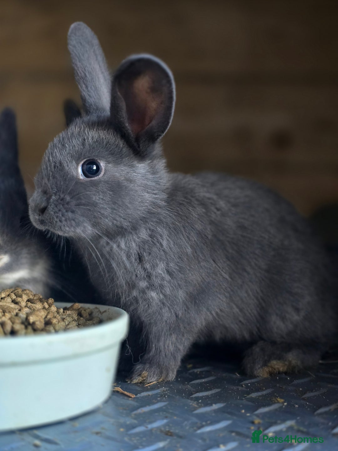 Mini Lop rabbits for sale: Mini Rex x Mini Lop - Image 5