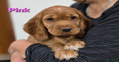 Cocker Spaniel dogs - Advert 14