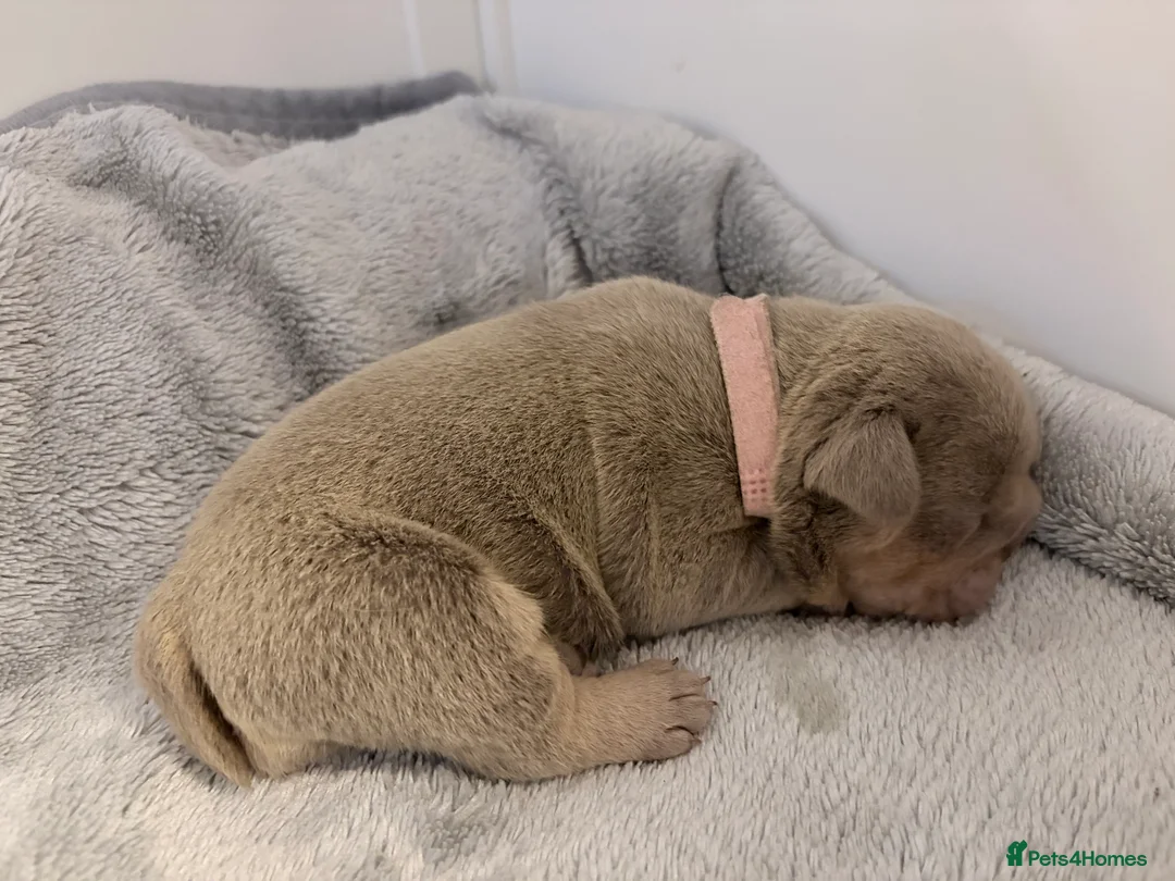 English Bulldog dogs for sale: KC English Bulldog Puppies Exceptional Quality  - Advert 17