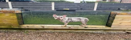 French Bulldog dogs for sale: Fendi  in Ashton-under-Lyne - Advert 2