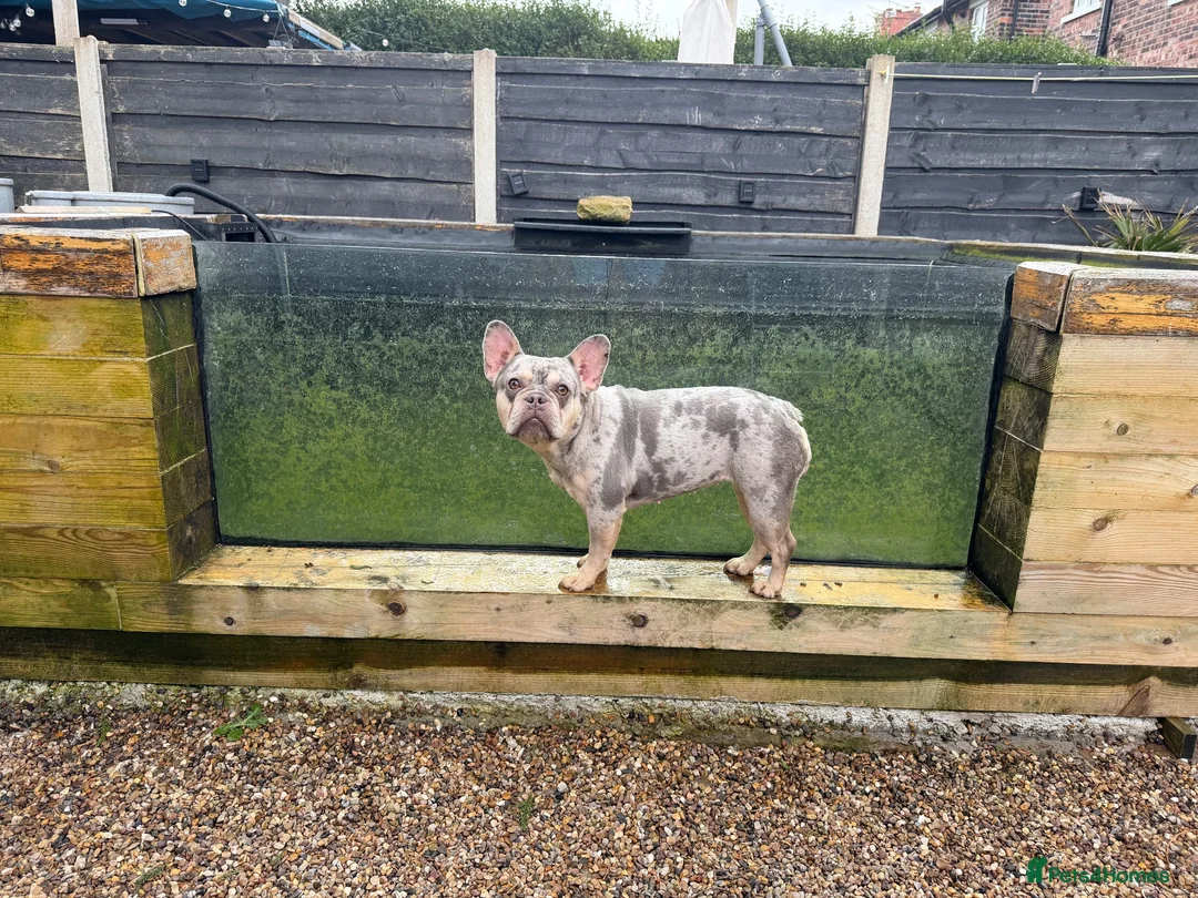French Bulldog dogs for sale: Fendi  in Ashton-under-Lyne - Advert 2