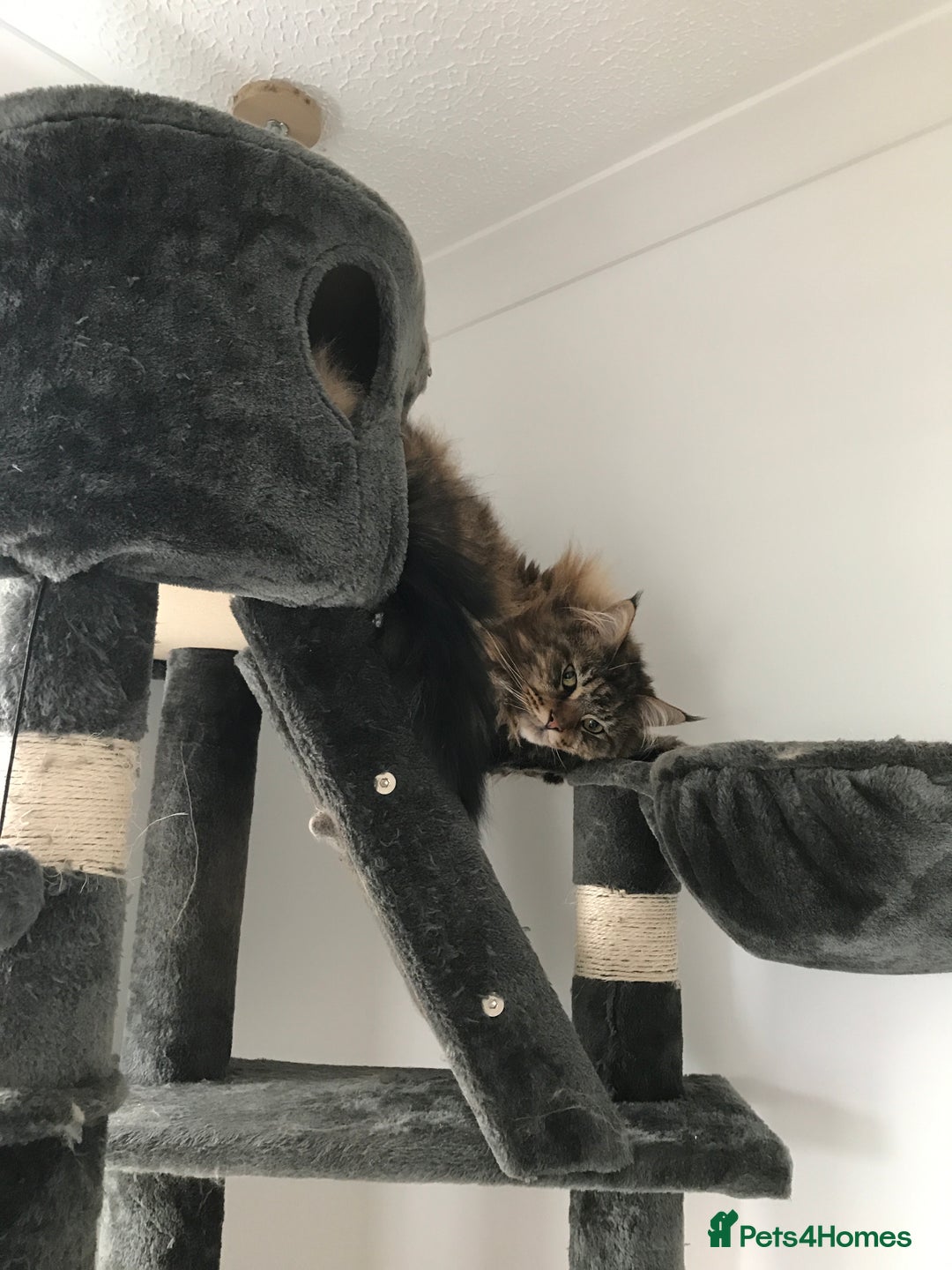 Maine Coon cats for sale: 11 year old Maine coon girl for rehome - Image 23