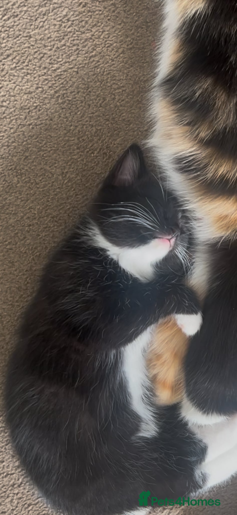 Mixed Breed cats REDUCED PRICE FOR OUR LAST THREE KITTENS - Advert 2