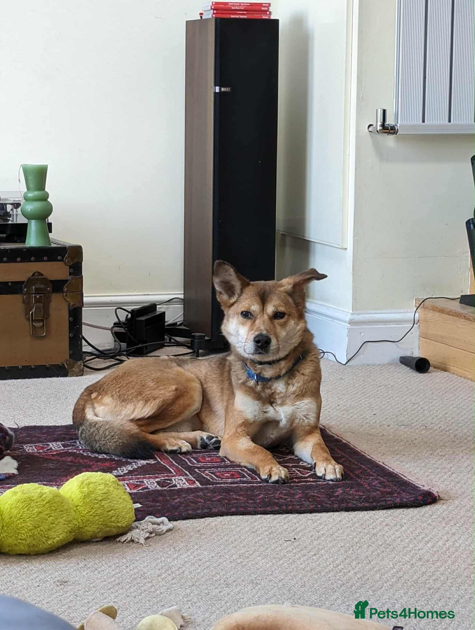 Mixed Breed dogs Basil 7 year old meat trade survivor  - Advert 15