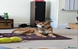 Mixed Breed dogs for adoption: Basil 7 year old meat trade survivor  - Image 1