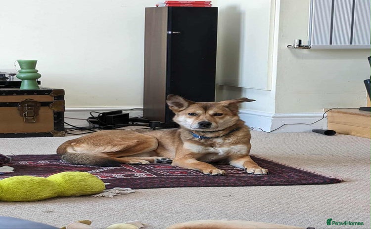 Mixed Breed dogs - Advert 1