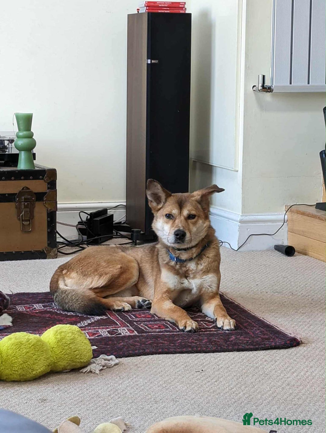 Mixed Breed dogs for adoption: Basil 7 year old meat trade survivor  - Image 1