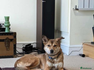 Mixed Breed dogs - Advert 17