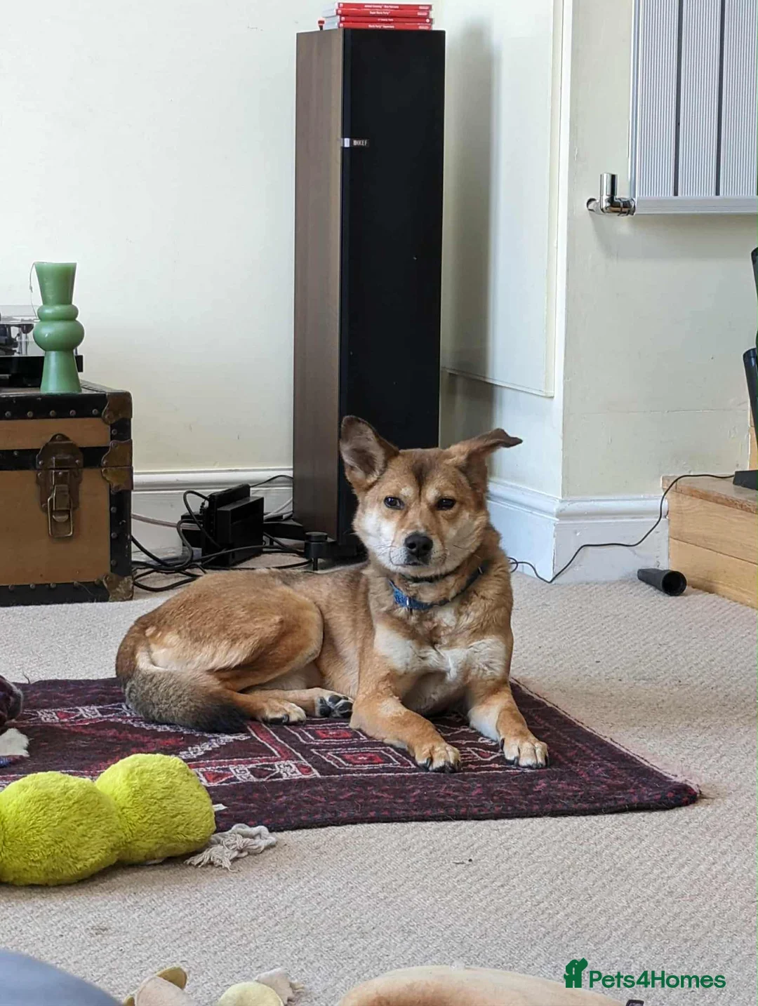 Mixed Breed dogs for adoption: Basil 7 year old meat trade survivor  - Advert 1