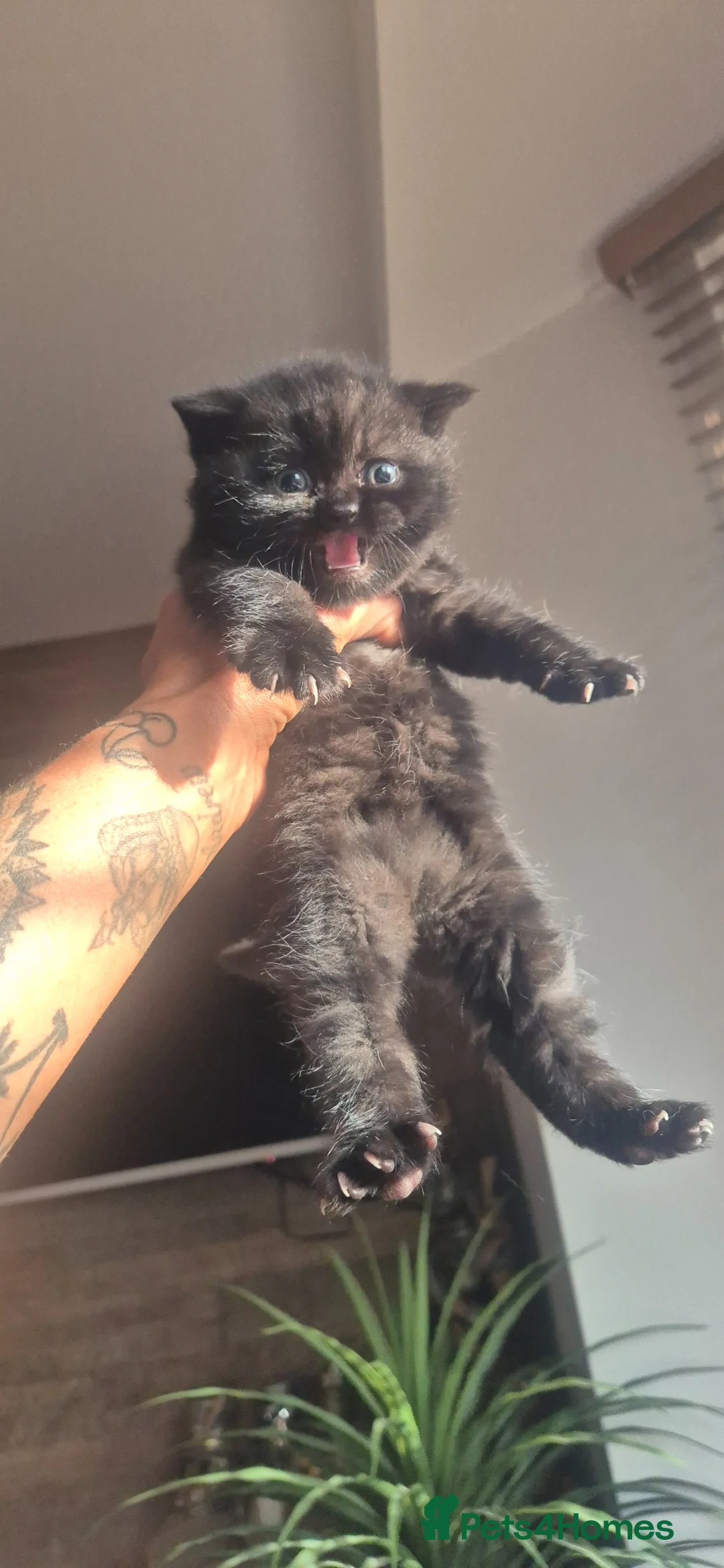 British Shorthair cats for sale: Black British short hair - Advert 2